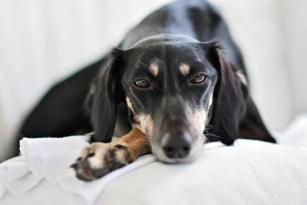 Der Reinrassige Schwarze Saluki Windhund Oder Gazehund Ist Ein Ernsthafter Stockfoto