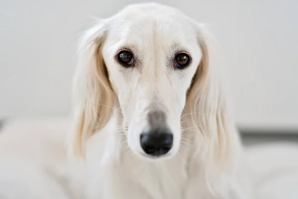 Purebred Witte Saluki Sighthound Gazehound Een Serieuze Jager Hart Nieren Stockfoto