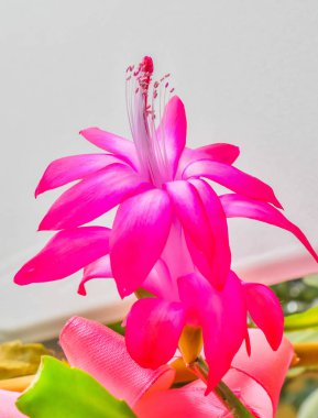 Kapalı alanda açan kırmızı çiçek.