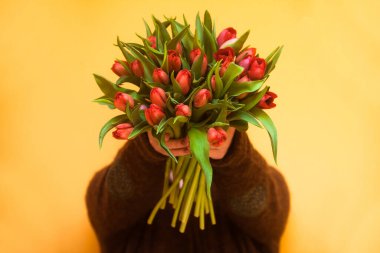 Kadın ellerinde bir buket kırmızı lale. Kadın elinde büyük bir buket taze çiçek tutuyor. Anneler Günü 'nü, 8 Mart' ı ve diğer bahar tatillerini kutlarım..