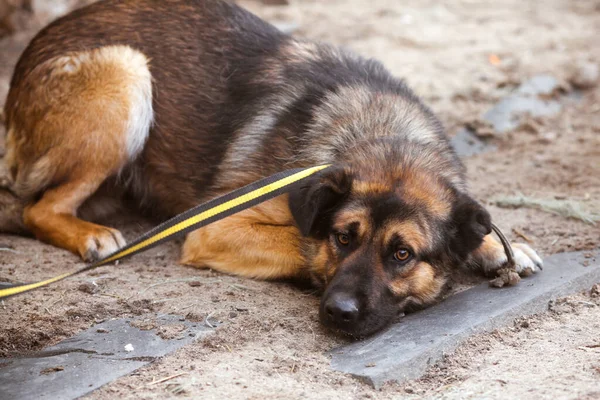 Cão Infeliz Com Uma Trela Cão Com Olhos Tristes Jaz — Fotografia de Stock