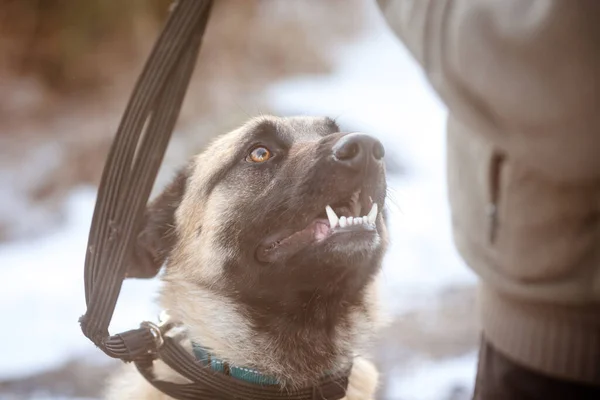 Retrato Perro Durante Entrenamiento Perro Está Mirando Entrenador Perro Con —  Fotos de Stock