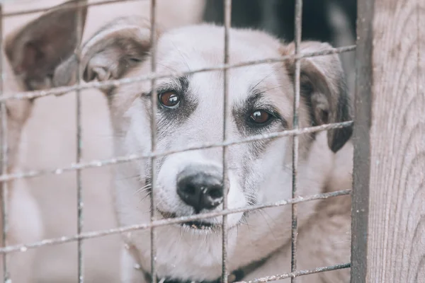 Boldogtalan Kutya Ketrecben Kifejező Kutyaszemek Szomorú Kóbor Kutya Elveszett Kutya — Stock Fotó