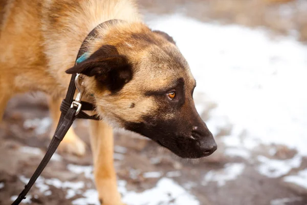 Sad dog on a leash. Portrait of a beautiful dog with expressive yellow eyes