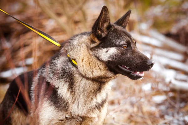 Beautiful dog. Portrait of a fluffy dog. Mongrel dog with expressive eyes.