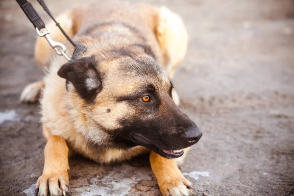 Hermoso Perro Retrato Perro Raza Pura —  Fotos de Stock