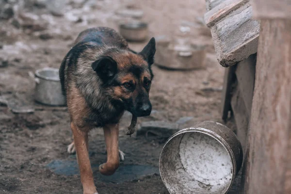 Cão Vadio Esfomeado Cão Rafeiro Uma Tigela Vazia Para Comida — Fotografia de Stock