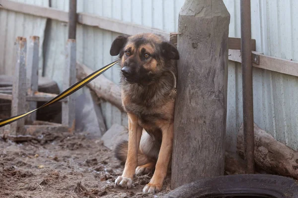 Boldogtalan Rémült Kutya Elhagyott Kutya — Stock Fotó