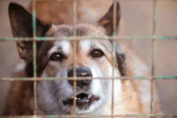 Dog in the cage. Dogs behind bars. Unhappy dog. A dog without owner,  dog shelter.