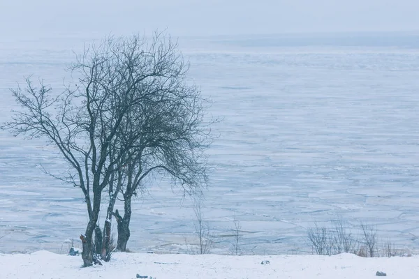 Árvore Solitária Paisagem Fria Uma Árvore Fundo Uma Lagoa Congelada — Fotografia de Stock