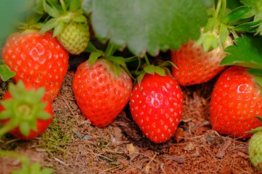 Çilek kırmızısı olgun olgun mükemmel. Sağlıklı taze çilekler organik bir çiftlikteki bir serada yetişir. Meyvenin kraliyet yüksek kaliteli serbest stok imajı.