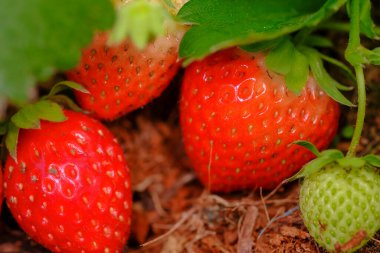 Çilek kırmızısı olgun olgun mükemmel. Sağlıklı taze çilekler organik bir çiftlikteki bir serada yetişir. Meyvenin kraliyet yüksek kaliteli serbest stok imajı.