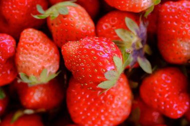 Çilek kırmızısı olgun olgun mükemmel. Sağlıklı taze çilekler organik bir çiftlikteki bir serada yetişir. Meyvenin kraliyet yüksek kaliteli serbest stok imajı.