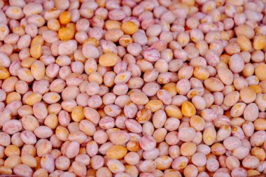 Lima fasulyesi dokusu arka planda. Organik bir çiftlikteki serada sağlıklı taze lima fasulyesi. Kraliyetin yüksek kalitede bedava fasulye imajı. Doğa fotoğrafçılığı.