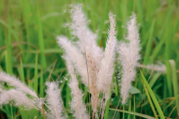 Reeds Ringatózik Szélben Elmosódott Zöld Természet Háttér Táj Virágok Háttér — Stock Fotó
