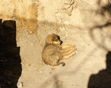 Hindistan 'ın Himachal Pradesh kasabasındaki Kaza köyünün dışında güneşin altında yatan bir Himalaya çoban köpeği..