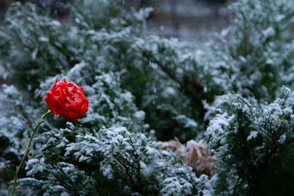 Karda damlalar olan kırmızı gül — Stok fotoğraf