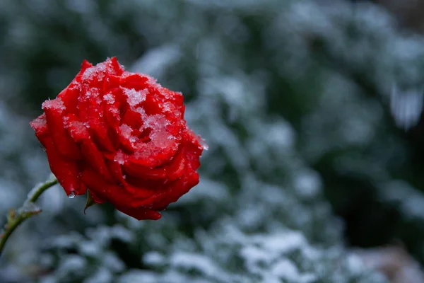 Czerwona róża z kroplami w śniegu — Zdjęcie stockowe