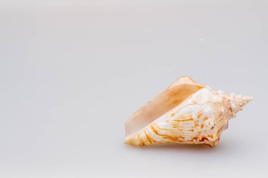 Beyaz arka planda deniz kabukları. Yakın plan..