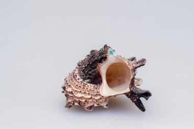 Beyaz arka planda deniz kabukları. Yakın plan..