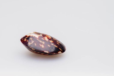 Beyaz arka planda deniz kabukları. Yakın plan..