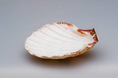 Beyaz arka planda deniz kabukları. Yakın plan..