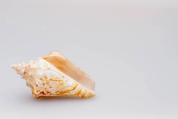 Seashells em um fundo branco. Close-up . — Fotografia de Stock