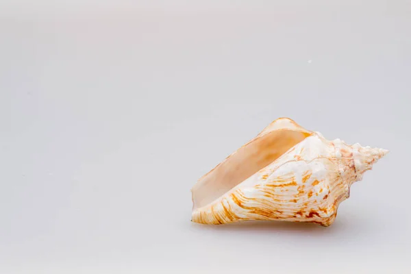 Seashells on a white background. Close-up. — Stock Photo, Image