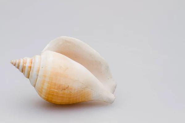 Seashells on a white background. Close-up. — Stock Photo, Image