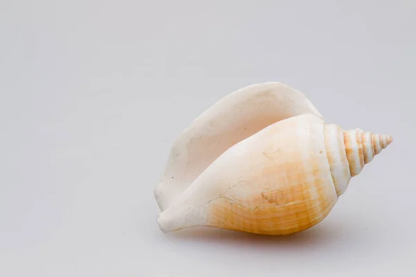 Seashells em um fundo branco. Close-up . — Fotografia de Stock