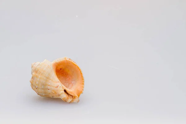 Seashells em um fundo branco. Close-up . — Fotografia de Stock