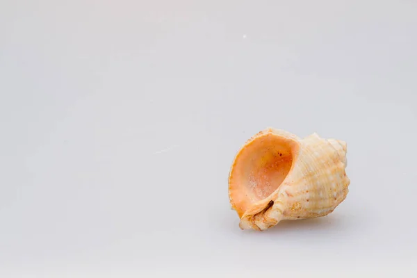 Seashells on a white background. Close-up. — Stock Photo, Image