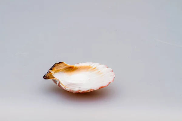 Seashells em um fundo branco. Close-up . — Fotografia de Stock