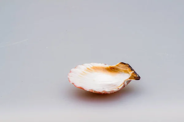 Seashells em um fundo branco. Close-up . — Fotografia de Stock