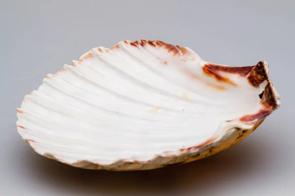 Seashells em um fundo branco. Close-up . — Fotografia de Stock