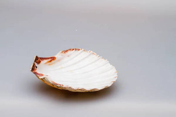 Seashells em um fundo branco. Close-up . — Fotografia de Stock