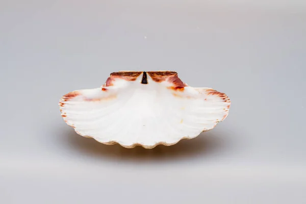 Seashells on a white background. Close-up. — Stock Photo, Image