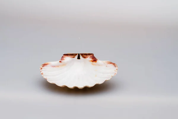 Conchas marinas sobre un fondo blanco. Primer plano . — Foto de Stock