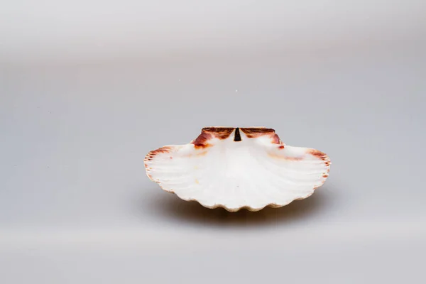 Conchas marinas sobre un fondo blanco. Primer plano . — Foto de Stock
