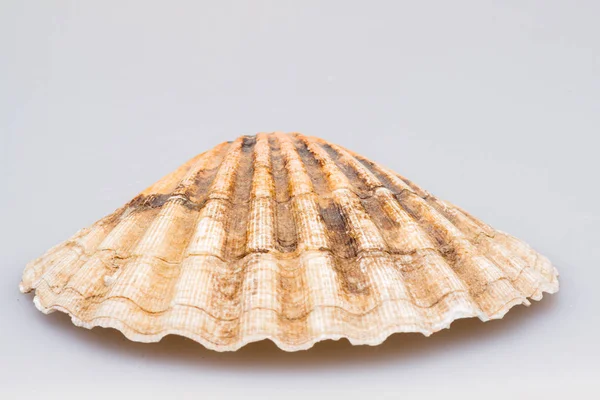 Seashells on a white background. Close-up. — Stock Photo, Image