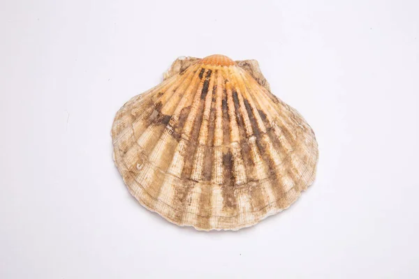 Pectinidae Scallop schelp op een witte achtergrond. Close-up — Stockfoto