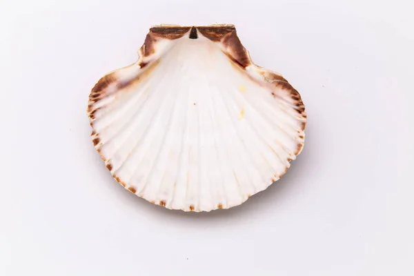 Pectinidae Coquille de pétoncle sur fond blanc. Gros plan — Photo