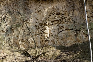 Yaban üzümleriyle kaplı tuğla duvar. Arkaplan