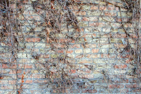 Brick Wall Covered Wild Grapes Background — Stock Photo, Image