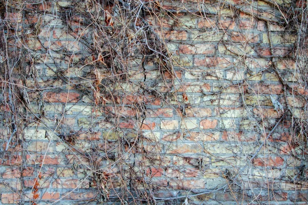 Bakstenen Muur Bedekt Met Wilde Druiven Achtergrond — Stockfoto