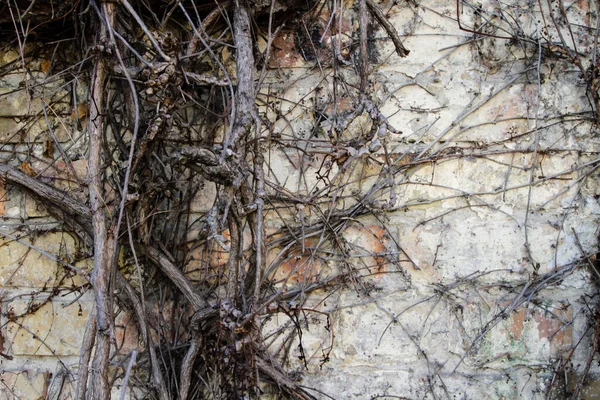 Brick Wall Covered Wild Grapes Background — Stock Photo, Image