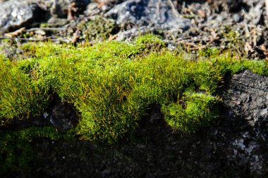 Taşın üstünde çiçek açan yosunlar. Arkaplan.