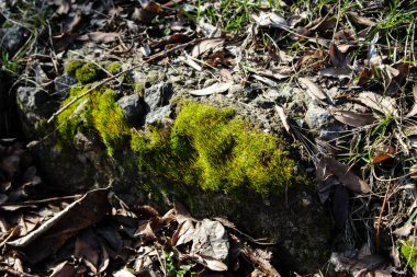 Taşın üstünde çiçek açan yosunlar. Arkaplan.