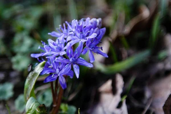 Scilla Bahar Çiçekleri Yakın Çekim — Stok fotoğraf