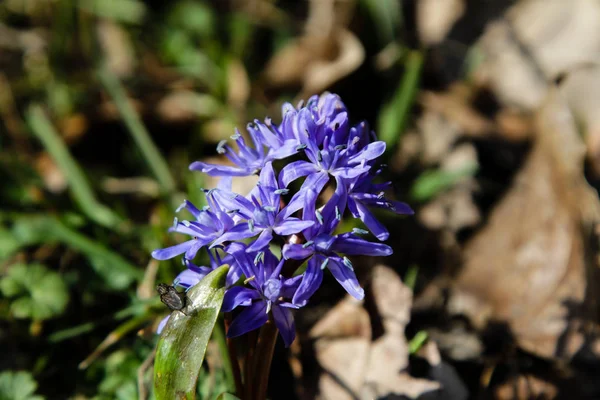 Scilla Bahar Çiçekleri Yakın Çekim — Stok fotoğraf